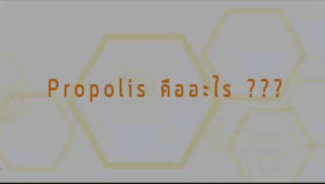 โปรพอลิส Propolis (ตราแอ็ดเวล)  มีคูปองส่วนลด