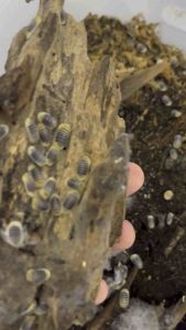 Cubaris sp. ‘Jupiter’ x 8 pieces