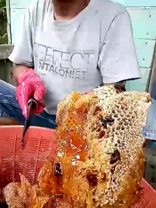 Madu ALAS/HUTAN LIAR 1 Kg Tanpa Campuran ASLI MURNI