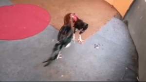 ไข่ไก่ชนพม่า แจ้ฟรีคลิก แดงหล่อ+ เสือฝ้าย มีลูกเตะเยอะ ถี่แม่นคม