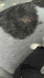 Fellower - Spray Outdoor สเปรย์ทำความสะอาดจุดซ่อนเร้น เน้นขจัดกลิ่น  ต้านแบคทีเรียแกรมบวก+กันแมลงนอกบ้าน กลิ่นสดชื่น ลดกลิ่นอับหลังขับถ่าย ปลอดภัยต่อการเลีย