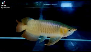 lampu tanning arwana 48 mata led 30.000k panjang 120cm