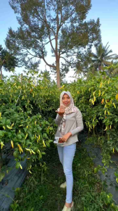 isi 100 butir benih cabe rawit AKIYAMA