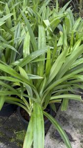 ต้นใบเตยหอม ปลูกไว้ในบ้านแล้วดี หยิบใช้สะดวก ส่งพร้อมกระถาง