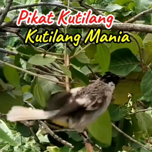 VOER KUTILANG. PUR BURUNG KUTILANG. PAKAN MAKANAN BURUNG KUTILANG. KUTILANG CENGKRAM.