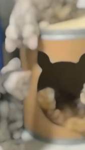 ถังกระดาษบ้านแมวนอน สำหรับน้องแมวน้องหมาแข็งแรงรับน้ำหนได้เยอะ