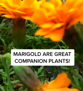 50 BUTIR BIJI/BENIH BUNGA MARIGOLD ENGLISH