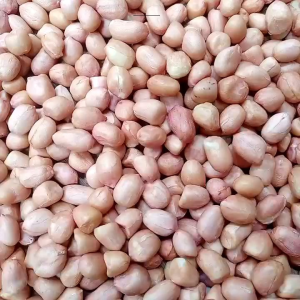 Peanut 500g-1kg Big Size Mani na may balat kilo(Good quality)