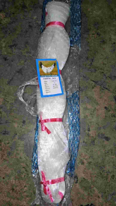 jaring udang jaring1½inci senar 020mm 50md 100yds tate