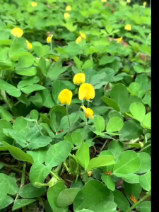 ล้างสต็อก เมล็ดพันธุ์ถั่วบราซิล บรรจุ 250 เมล็ด ตกแต่งสนามหญ้า พืชคลุมดิน ตกแต่งสวน ริมระเบียง