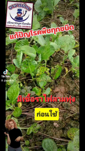 ยาผีหลอกผักใบเขียวใหญ่ ผักชี โหรพา พริกใบใหญ่