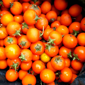 Terong Berduri & Bibit Terong Liar