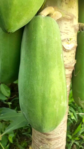 Pupuk Pelebat Buah pepaya Pupuk pepaya california Terlaris Booster Pepaya Berbuah lebat Tidak Rontok