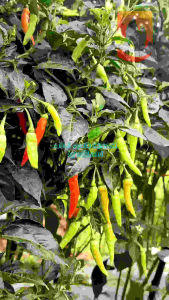 COD√ benih Cabe Rawit SERASI ori by Wijitani