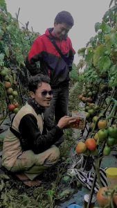 COD√ Benih Tomat Indeterminte NEW RANIA F1. 10gr Tahan Layu dan Gemini by wijitani