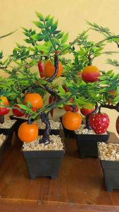 Bonsai Buah Hias - PP