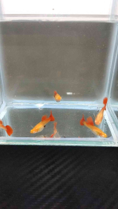 （孔雀鱼）白化全红白子 1对 女性 (Guppy) Albino all red and white 1 pair female
