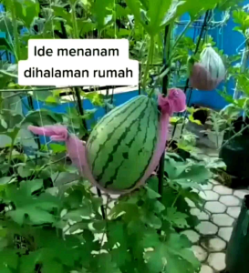 10 BUTIR BIJI/BENIH SEMANGKA KUNING LEGYTA F1