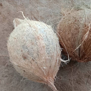 มะพร้าวแก่ 5ลูก  ขนาดทดลองไซร์  0.8-0.9 ขีด  ไม่งอก ไม่หลอด