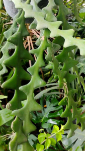 Fishbone Cactus (Epiphyllum anguliger) -  - Pokok Kaktus Tulang Ikan - फिशबोन कैक्टस Fishbone Cactus – Exquisite Leaf Shape Easy Care Hanging Plant Night Bloomer Indoor Favorite LIVE PLANT