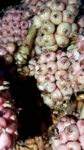 Buah Honje Pink Segar 1 Kg Bersih Organik Untuk DiKonsumsi ( Jus Petis Rujak Bumbu Masak )