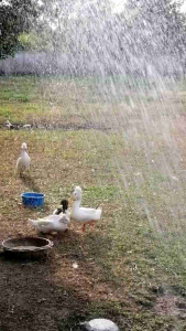 ไข่เชื้อเป็ดหัวจุกมงกุฎ​ ของแท้ไม่จกตา​ สีแพนด้า​ เป็นเป็ดนะครับ