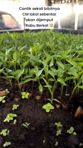Bibit Cabe Merah Siap Tanam & Paket 100 Batang