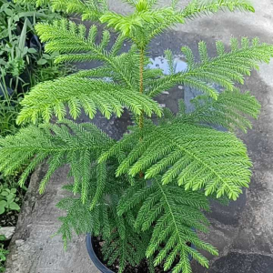 สนฉัตร ขนาดกระถาง 11 นิ้ว