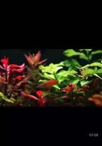 Đèn Thủy Sinh Flat Nano S3 Pro (Bản Nâng Cấp Của S3 Plus) công suất 13W đỏ cá không đỏ nước