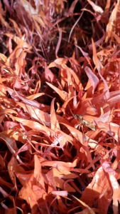 เหง้าบัวแดง 1 กิโล 50.- (**แบบทดลองปลูก**)