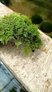 mos minicrismos Aquascape media batok melengkung