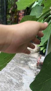 túi 05 Gram Hạt Giống Cà Phổi Sọc Lem trồng quanh năm