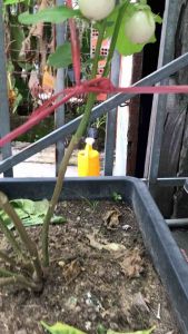 túi 0.5gram Hạt giống cà pháo trắng hạt tỉ lệ nảy mầm cao