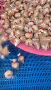 แหนมตุ้มจิ๋ว พอดีคำ ราคา 98 บาท 50 ตุ้ม สำหรับทานเล่น หรือเมนูยำแหนมตุ้มจิ๋ว ตำยำแหนมจิ๋ว ไข่เจียวแหนมจิ๋ว