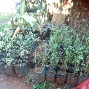Tanaman Hias Gantung: Monstera Obliqua & Pot Gantung