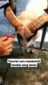 Gunting Butik Tanduk Domba Garut Butrik Ujung Lengkung