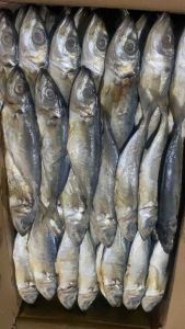 GROSIR!! 1KGPEDA/ PEDO SUPER K1 PEDA PUTIH/PEDA LONCO/PEDA LAYANG