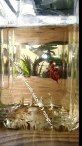 Pati ketapang padu ( 500ml )