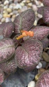 พรมญี่ปุ่น Episcia พรมกำมะหยี่ใบชมพูขอบดำ ดอกสีเหลืองส้ม ไม้ประดับ ไม้ตกแต่งบ้านและสวน