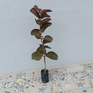 ฝรั่งแดงอโยธยา ถุง2.5×7สูง40-55ซ.ม