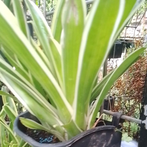 bunga bromelia putih