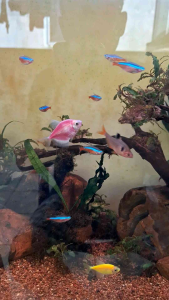 SASUGA pelet super pakan serbuk burayak dan ikan hias kecil 70g