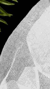 ผ้าขาวบาง cotton 100% ผ้าตาข่ายห่อยาดม ผ้าห่อยาดม