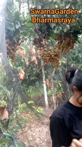 BIBIT MURAH KELENGKENG NEW KRISTAL🌱 Memiliki Rasa Buah Yang Manis Dan Bertekstur Lembut Daging Tebal Biji Kecil