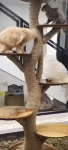 Panjatan kucing / cakar kucing kayu suar trembesi