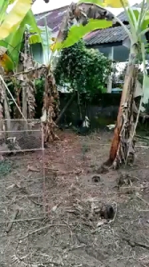 ไข่ไก่ชนพม่าม้าล่อรำงเมีองเหนือเจ้าวายุเทพ