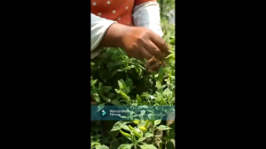 PUPUK CAIR HANAMARU - VEGETATIF & GENERATIF (Untuk Semua Jenis Tanaman)