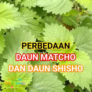 20 BUTIR BIJI/BENIH TANAMAN MATCHO/TANAMAN HIAS MACAU