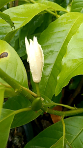 จำปี กระถาง 11 นิ้ว ต้นสูง 70 เซนติเมตร ต้นสวย (กทม)