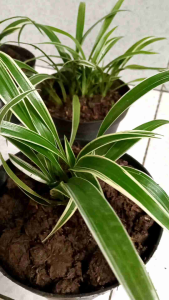Tanaman hias lili paris spaider plant lili Paris